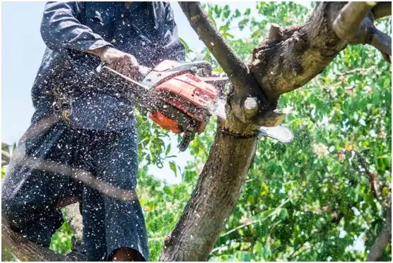 tree services Garland